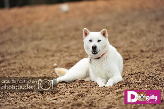 Chó Kishu Inu Nhật Bản với màu trắng đặc trưng duy nhất. Các màu khác không được chấp nhận ở giống chó này