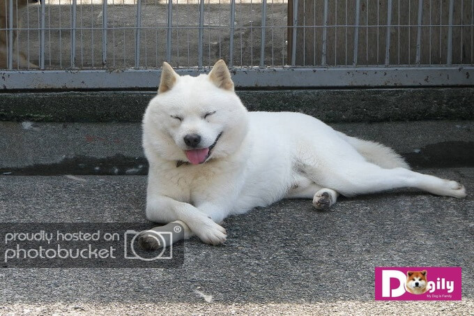 Hình ảnh một chú chó Hokkaido Nhật Bản với màu trắng đặc trưng. 
