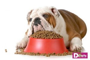 Làm thế nào khi chó bỏ ăn?