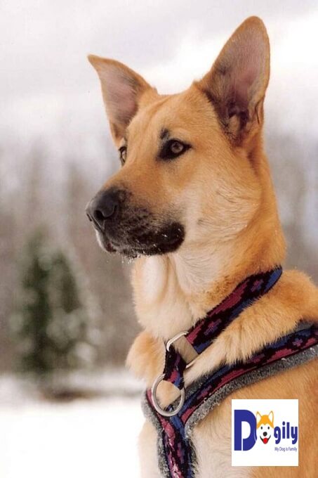 Hình ảnh một chú chó Chinook thuần chủng với ngoại hình mạnh mẽ, săn chắc