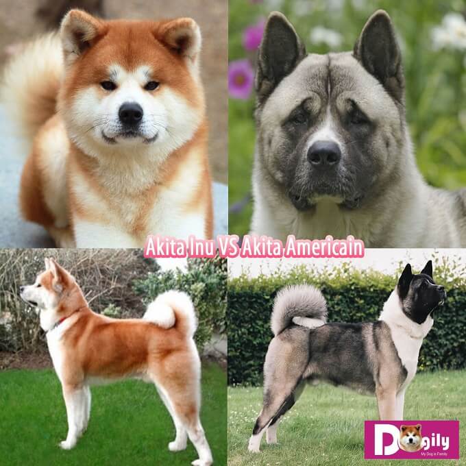 Hình ảnh Phân biệt chó Akita Mỹ và chó Akita Inu