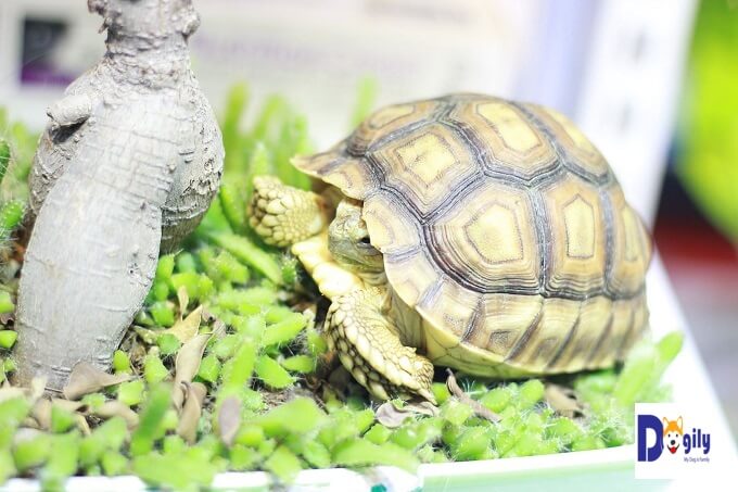 Giá bán rùa sulcata tortoise phụ thuộc và kích thước và độ tuổi. Hình trên là một bé size 10 của Chomeocanh.com.