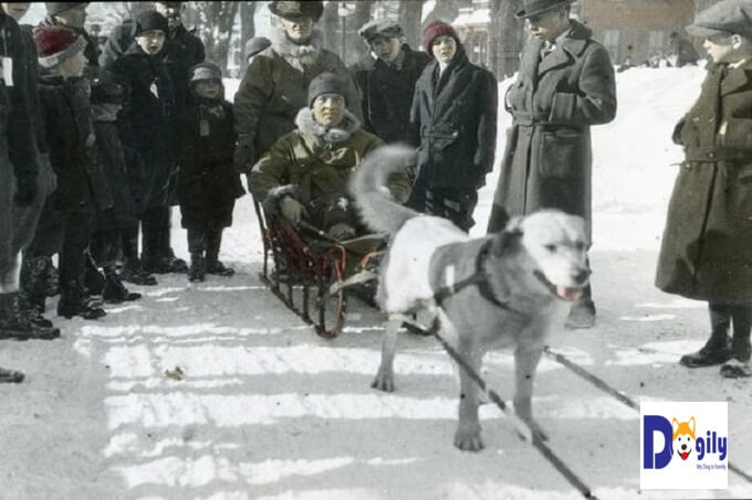 Hình ảnh Hình ảnh nhà nhân giống Arthur Walden trên chiếc xe trượt tuyết được kéo bởi chó Chinook trong năm 1922