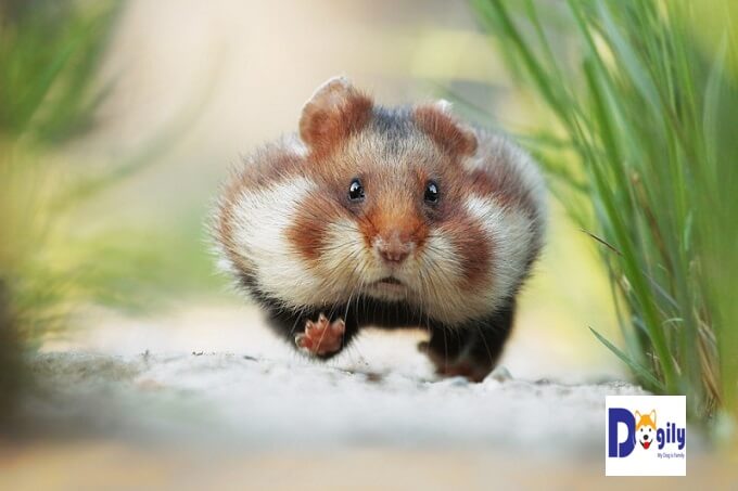 Trong tự nhiên, do sống trong môi trường khắc nghiệt. Chuột hamster có tập tính tích trữ thực phẩm trong hai túi trong khoang miệng