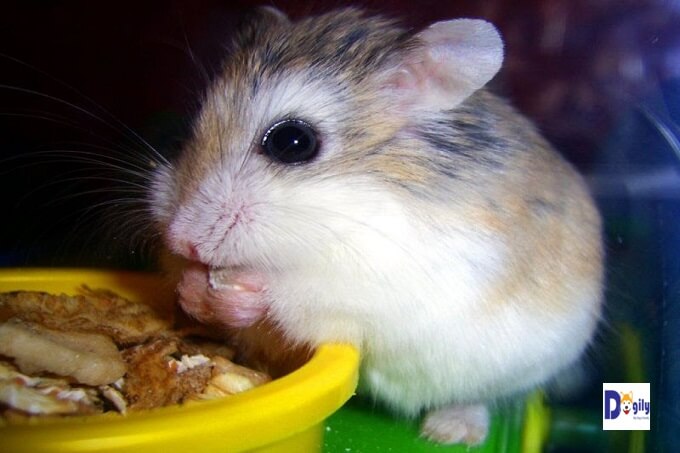 Chuột Hamster có tập tính hoạt động về ban đêm