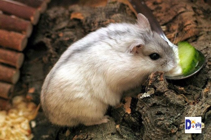 Chuột hamster có tập tính hay tích trữ lương thực. Vì vậy bạn nên cho chúng lượng thức ăn vừa đủ dùng. Tránh cho chúng ăn quá nhiều