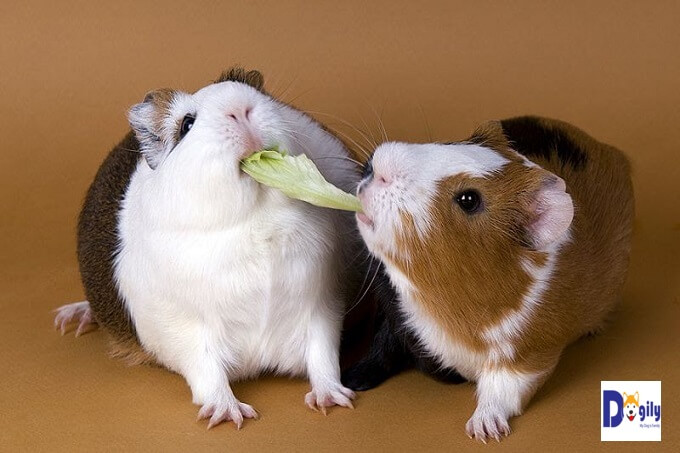 Bạn có thể cho chuột hamster ăn các gói thực ăn trộn sẵn. Đã bao gồm hạt ngũ cốc các loại, rau và bánh quy