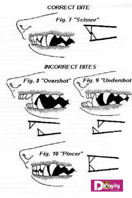 Hình ảnh mô tả các lỗi về răng miệng chó Akita Mỹ