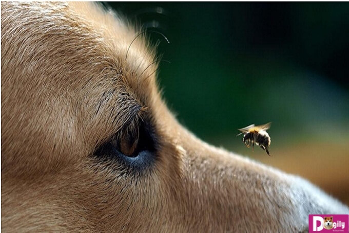 Cảnh giác với các triệu chứng khi chó bị ong chích