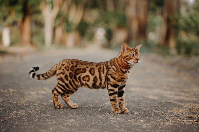 Có nguồn gốc là giống mèo báo tự nhiên, nên Bengal rất thông minh & nhạy bén