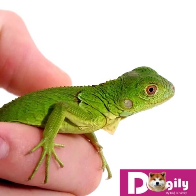 Giá rồng Nam mỹ Green Iguana baby là rẻ nhất.