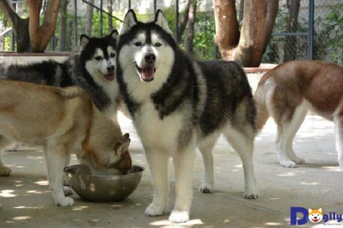 Nên huấn luyện chó Husky ngay từ khi còn nhỏ để chúng luôn nghe lời bạn