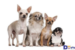 Hãy chú ý tới sức khỏe của Chihuahua