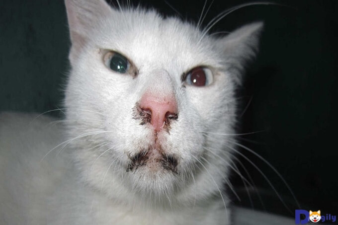 Giảm bạch cầu - bệnh ung thư phổ biến ở mèo