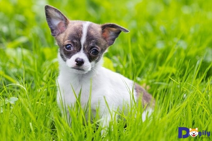 Kinh nghiệm nuôi chó Chihuahua
