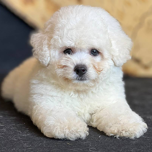 Bé chó Bichon Frise lông trắng tuyết nằm ngoan trên nền đen