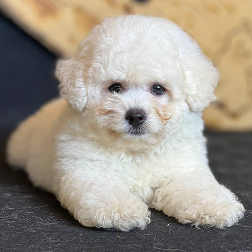 Chó Bichon Frise trắng với đôi mắt đen tròn tinh anh