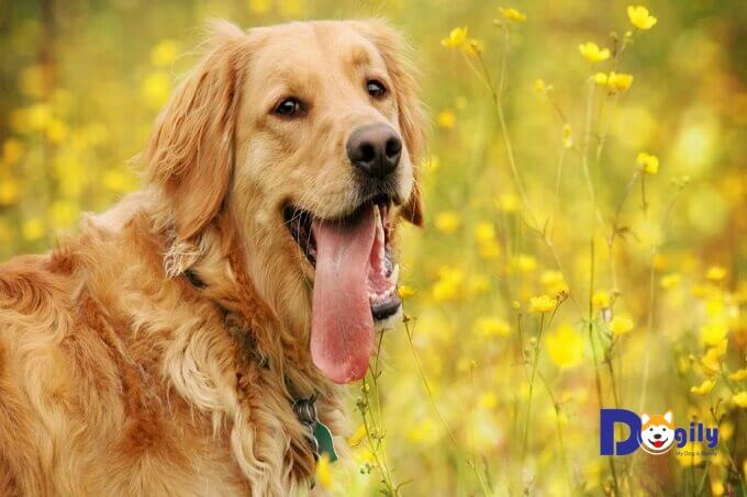 Chó Golden có xuất xứ từ Scotland, vương quốc Anh.