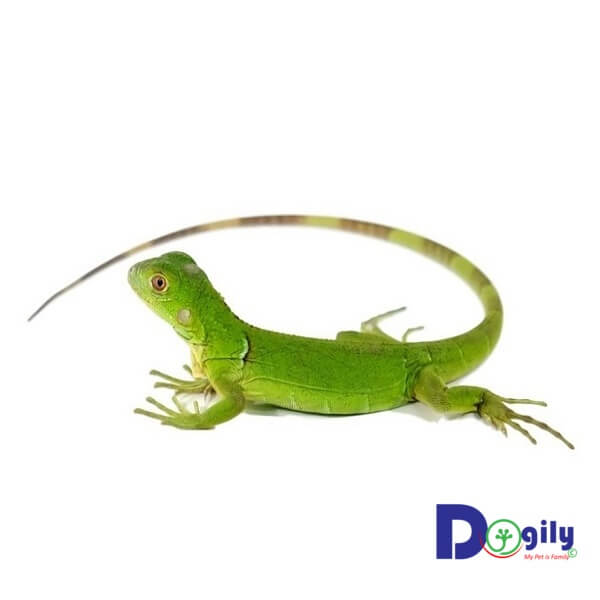 Rồng Nam Mỹ xanh Green Iguana có giá thấp nhất. Vì vậy chúng khá phổ biến và được mua bán nhiều nhất.