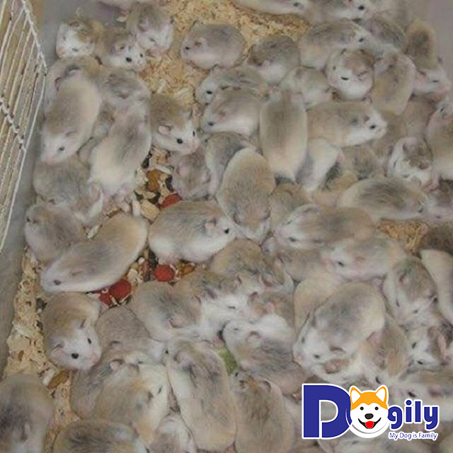 Giá chuột Hamster ở Việt Nam mà bạn nên biết