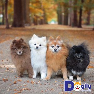Những chú chó đáng yêu Pomeranian