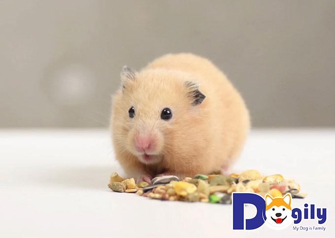 Những loại rau xanh, hoa quả nên tránh trong cách chăm sóc Hamster