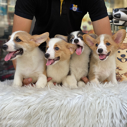 Đàn chó Corgi thuần chủng khỏe mạnh tại Chomeocanh.com