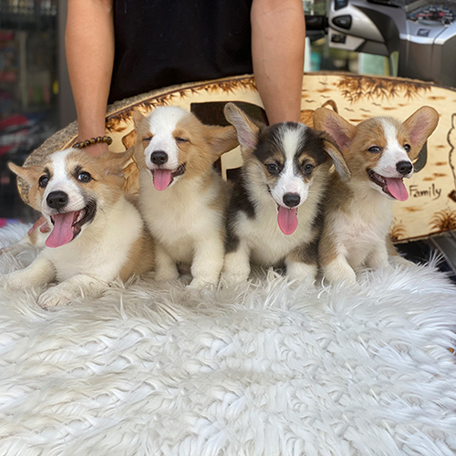 Đàn chó Corgi thuần chủng tại Chomeocanh.com – thương hiệu thú cưng uy tín