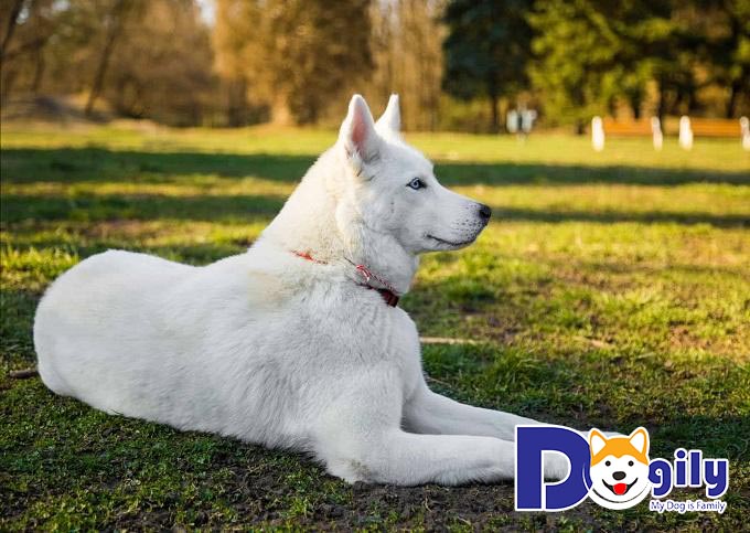 Chó Husky trắng - top 10 giống chó trắng đẹp nhất