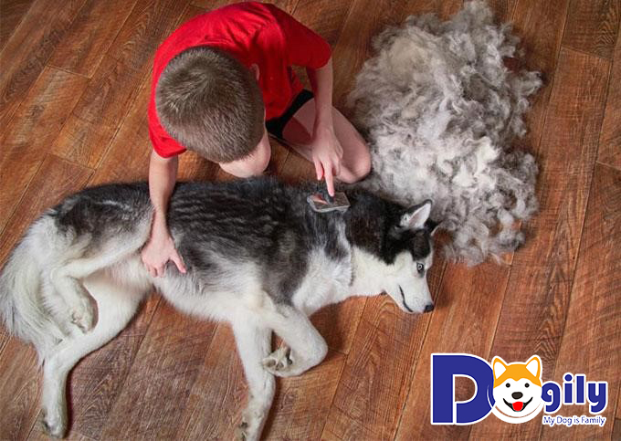Chó rụng quá nhiều lông có thể là triệu chứng do vấn đề sức khỏe