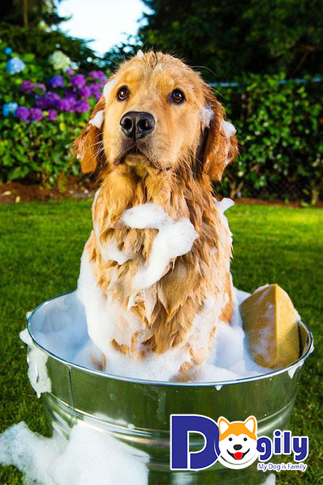Những điều cần lưu ý khi tắm cho cún