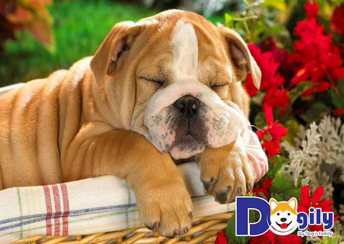 Tại sao nên nuôi thú cưng - giảm căng thẳng