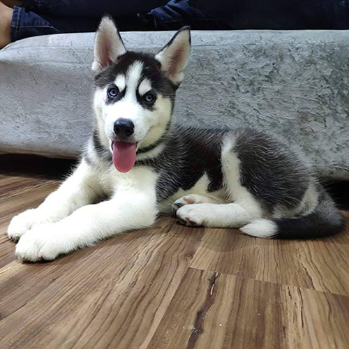 Chó Husky đen trắng thuần chủng nằm thư giãn trên sàn gỗ