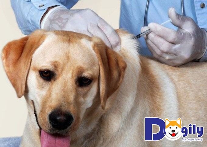 Cách phòng bệnh tốt nhất là cho cún đi tiêm vaccine