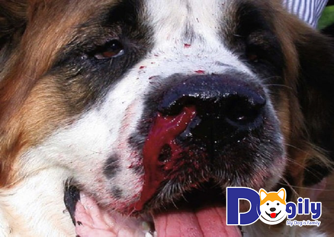 Chó bị chảy nước mũi, máu cam - Nguyên nhân do đâu?