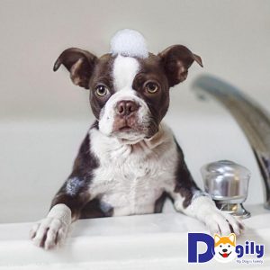 Chó bị ghẻ có nên tắm không? 