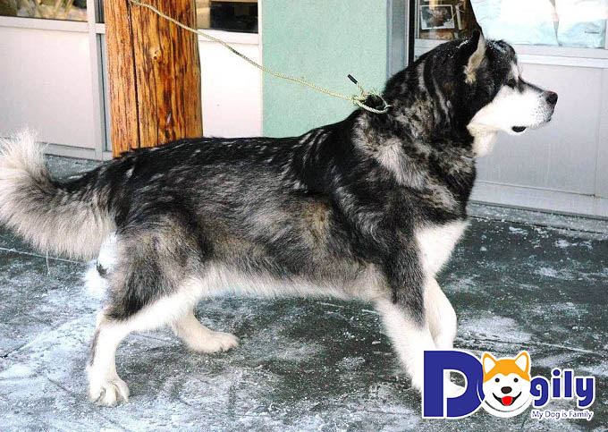 Chú chó Corgi lai Alaska cho ra thế hệ Alaska chân lùn
