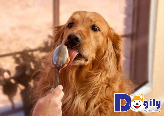 Có nên cho chó Golden ăn thức ăn sẵn?