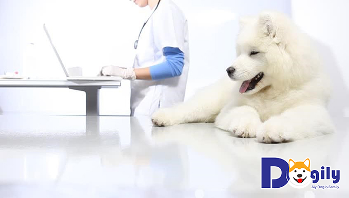 Hãy đưa cún đến bác sĩ thú để chữa bệnh ghẻ