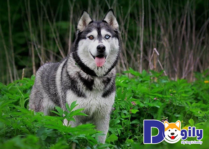 Hình hình họa chó Husky đôi mắt xanh rì đôi mắt đỏ