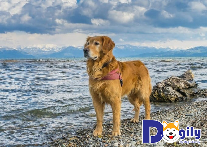 Nguồn gốc lịch sử của giống chó Golden Retriever là gì?