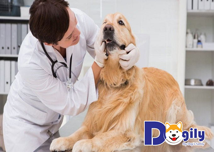  Phác đồ điều trị bệnh giun đũa cho chó
