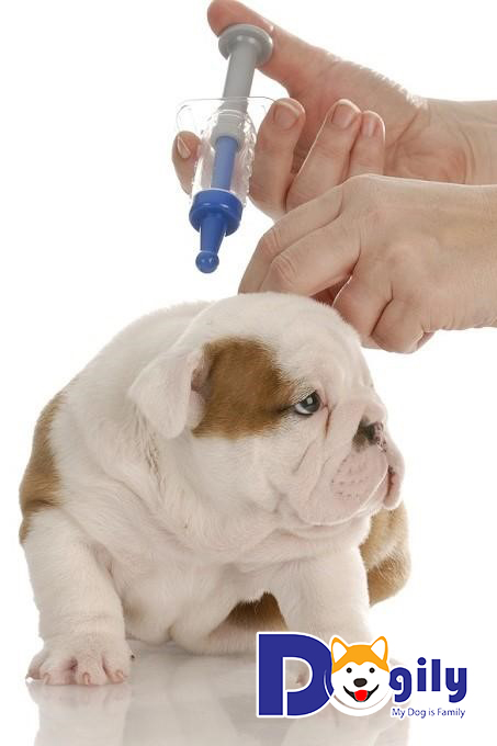 Tiêm phòng vacxin đầy đủ cho cún để phòng bệnh ghẻ