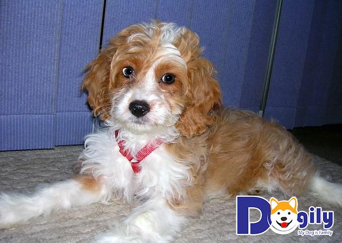 Hình ảnh một chú chó Phốc Sóc lai Poodle Pomapoo trưởng thành