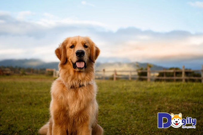 Chó Golden Retriever có thông minh không?