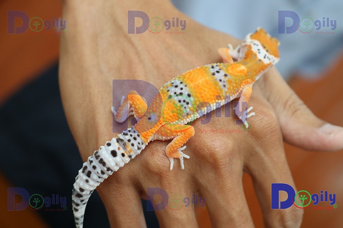Thằn lằn Leopard Gecko có ngoại hình rất bắt mắt với màu da vàng rực rỡ