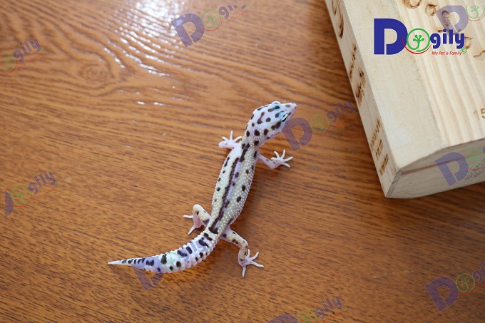 Toàn bộ thằn lằn da báo Leopard Gecko được Chomeocanh.com bán ra đều được nhập trực tiếp từ Thái Lan.