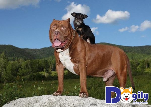 Cách nuôi chó Pitbull: Cung cấp đầy đủ protein trong khẩu phần ăn của Pitbull