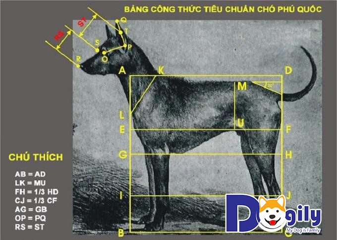 Ngoại hình tiêu chuẩn của chó Phú Quốc thuần chủng