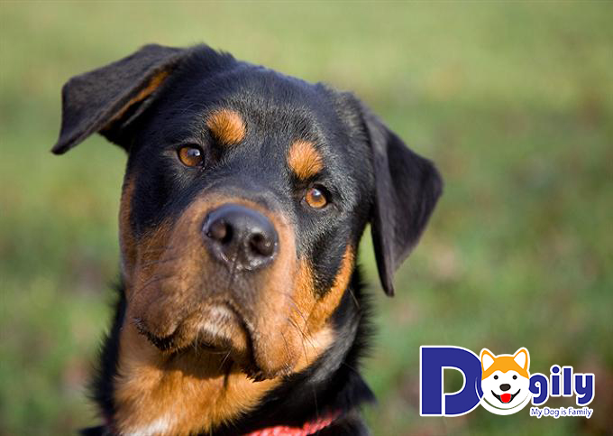 Chó Rottweiler cỡ đại ảnh hưởng bởi quá trình chăm sóc và chế độ dinh dưỡng